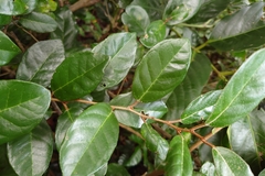 (c) 如此甚好, some rights reserved (CC BY) Elaeagnus formosana, photograph (c) 如此甚好, some rights reserved (CC BY)