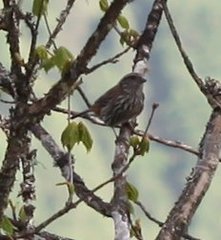 Carpodacus