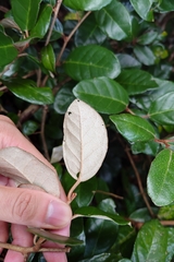 (c) 如此甚好, some rights reserved (CC BY) Elaeagnus formosana, photograph (c) 如此甚好, some rights reserved (CC BY)