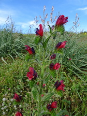 Echium creticum
