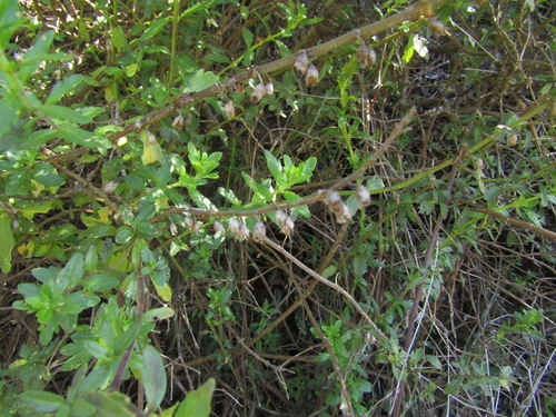 Teucrium bicolor, photograph 3