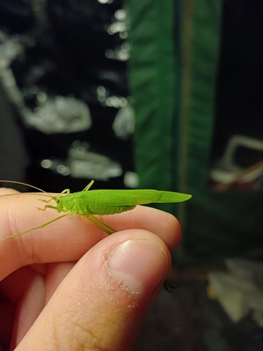 Sickle-bearing Bush-cricket