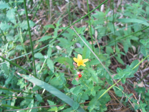 Hypericum undulatum, photograph 1