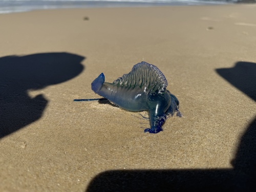 Southern Man-O-War · Miami Beach, Mermaid Beach, AU