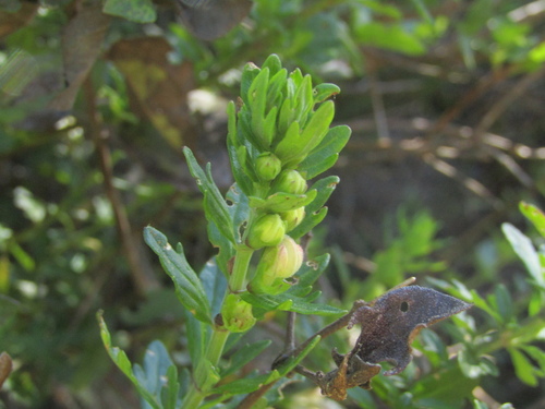 Teucrium bicolor, photograph 2