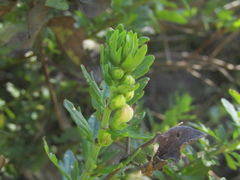 (c) Bruno Avilez, some rights reserved (CC BY) Teucrium bicolor, photograph (c) Bruno Avilez, some rights reserved (CC BY)