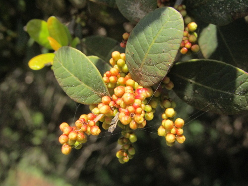 Lithraea caustica, photograph 4