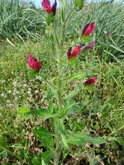 Echium creticum