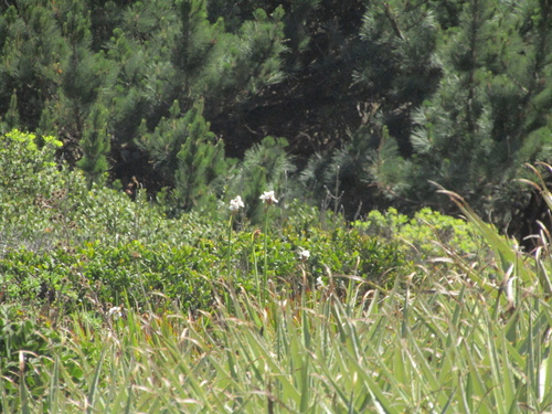 Libertia chilensis, photograph 1