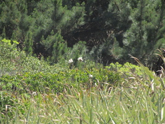 Libertia chilensis, photograph (c) Bruno Avilez, some rights reserved (CC BY)