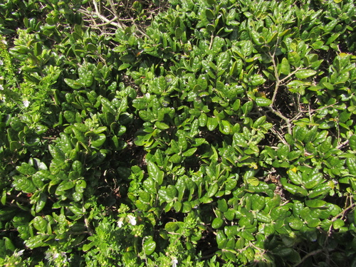 Peumus boldus, photograph 1