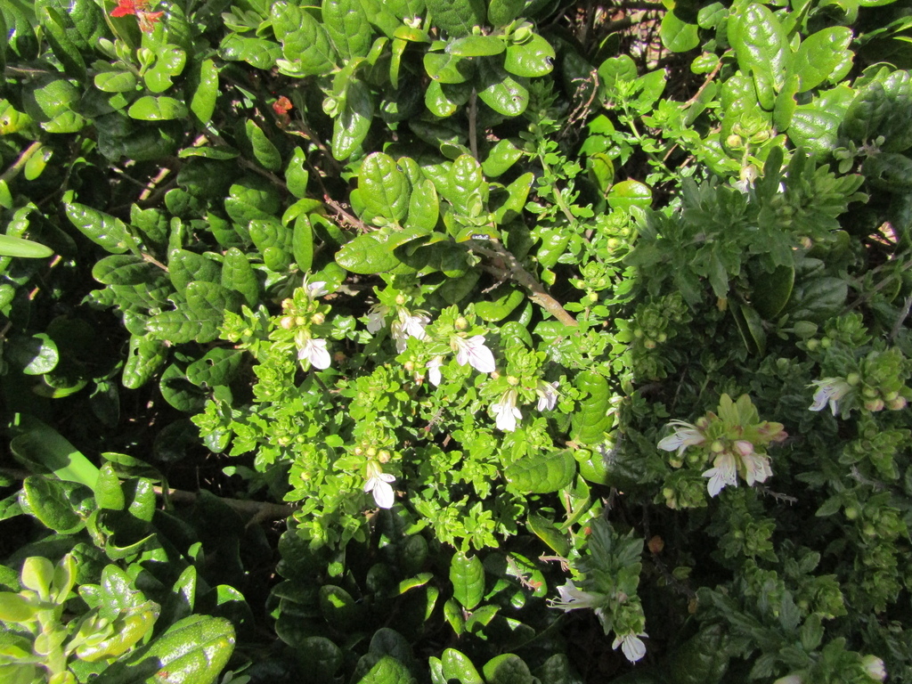 Teucrium bicolor; photograph (c) Bruno Avilez, some rights reserved (CC BY)