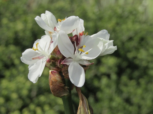 Libertia chilensis, photograph 2