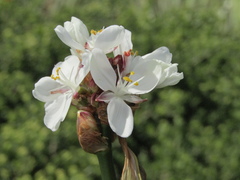 Libertia chilensis, photograph (c) Bruno Avilez, some rights reserved (CC BY)