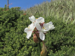 Libertia chilensis
