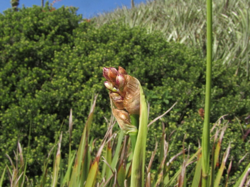 Libertia chilensis, photograph 3