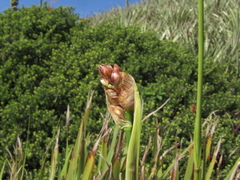 Libertia chilensis, photograph (c) Bruno Avilez, some rights reserved (CC BY)