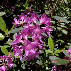 Rhododendron carolinianum