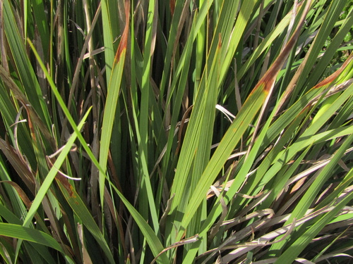 Libertia chilensis, photograph 4