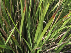 Libertia chilensis, photograph (c) Bruno Avilez, some rights reserved (CC BY)