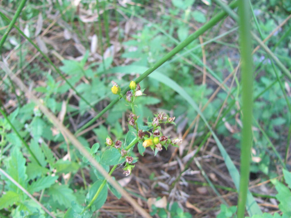 Hypericum undulatum; photograph (c) zebedeugalinha, some rights reserved (CC BY)