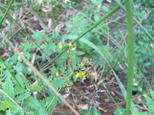 Hypericum undulatum
