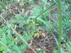 Hypericum undulatum