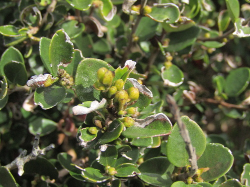 Myrceugenia obtusa, photograph 5
