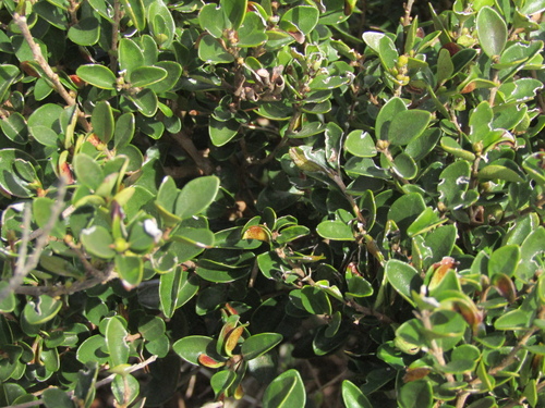 Myrceugenia obtusa, photograph 6