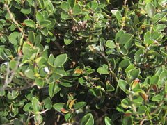 Myrceugenia obtusa, photograph (c) Bruno Avilez, some rights reserved (CC BY)