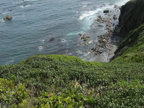 Podanthus ovatifolius