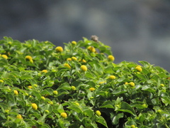 Podanthus ovatifolius, photograph (c) Bruno Avilez, some rights reserved (CC BY)