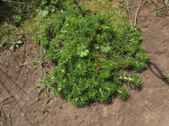 Margyricarpus pinnatus