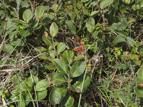 Lithraea caustica, photograph 3