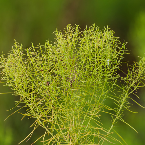 Euthamia caroliniana