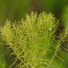 Euthamia caroliniana