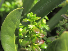 Galium hypocarpium