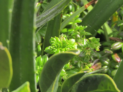 Galium hypocarpium, photograph 2