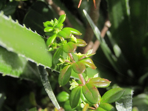 Galium hypocarpium, photograph 1
