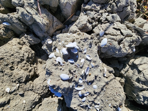Cryptomya californica observed 2026-09-13