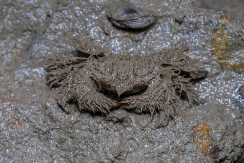 Pilumnus vespertilio observed 2026-09-11