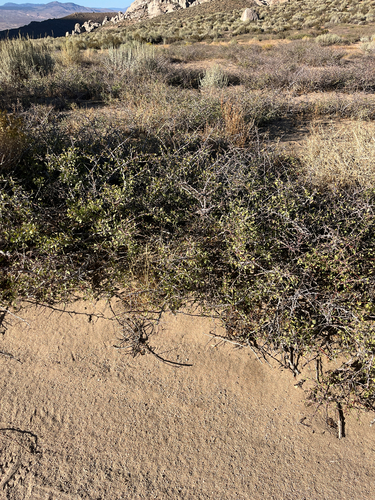 iNaturalist observation photo of Desert Peach