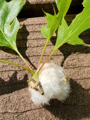 Callirhytis quercusoperator