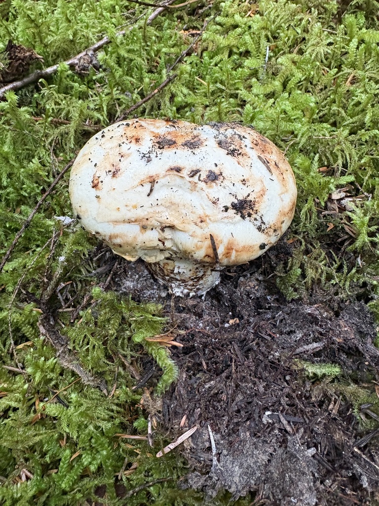 Western Matsutake · September 2026 · photo: Photo: (c) sylbobaggins, some rights reserved (CC BY) · iNaturalist