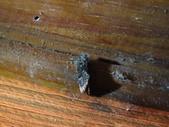 Ctenoplusia oxygramma