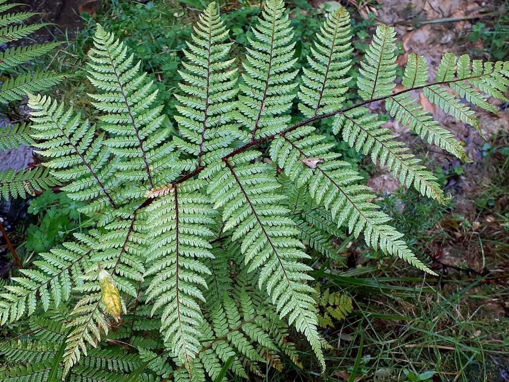 Dicksonia squarrosa; photograph (c) zemlya, some rights reserved (CC BY)