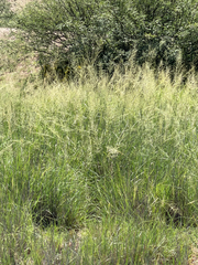 Sporobolus wrightii