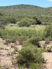 Sporobolus wrightii, photograph (c) CK2AZ, some rights reserved (CC BY)