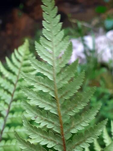 Dicksonia squarrosa, photograph 3