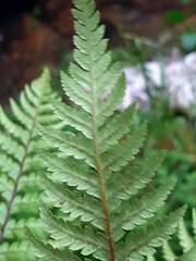 (c) zemlya, some rights reserved (CC BY) Dicksonia squarrosa, photograph (c) zemlya, some rights reserved (CC BY)
